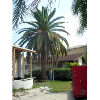 Canary Island Date Palm Trees 22' CT